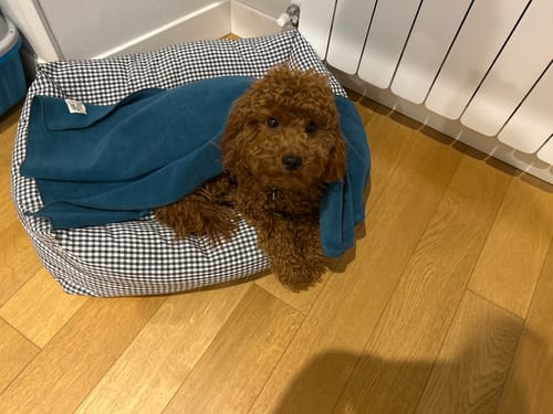 Customer photo review of Coperta Pile