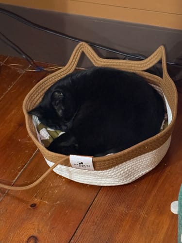 Customer photo review of Instinct Basket | Handwoven & Chemical-Free Cat Territory
