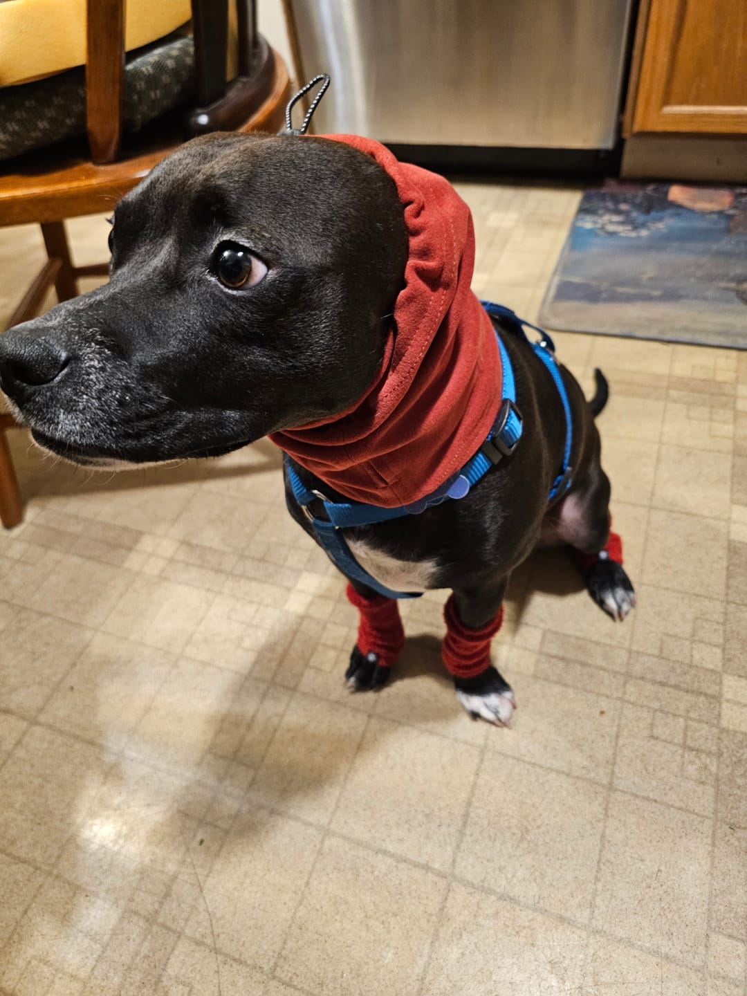 Customer photo review of Anxiety Calming Dog Earmuff Protector