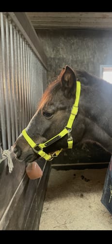 Customer photo review of Personalized Halter - Preorder