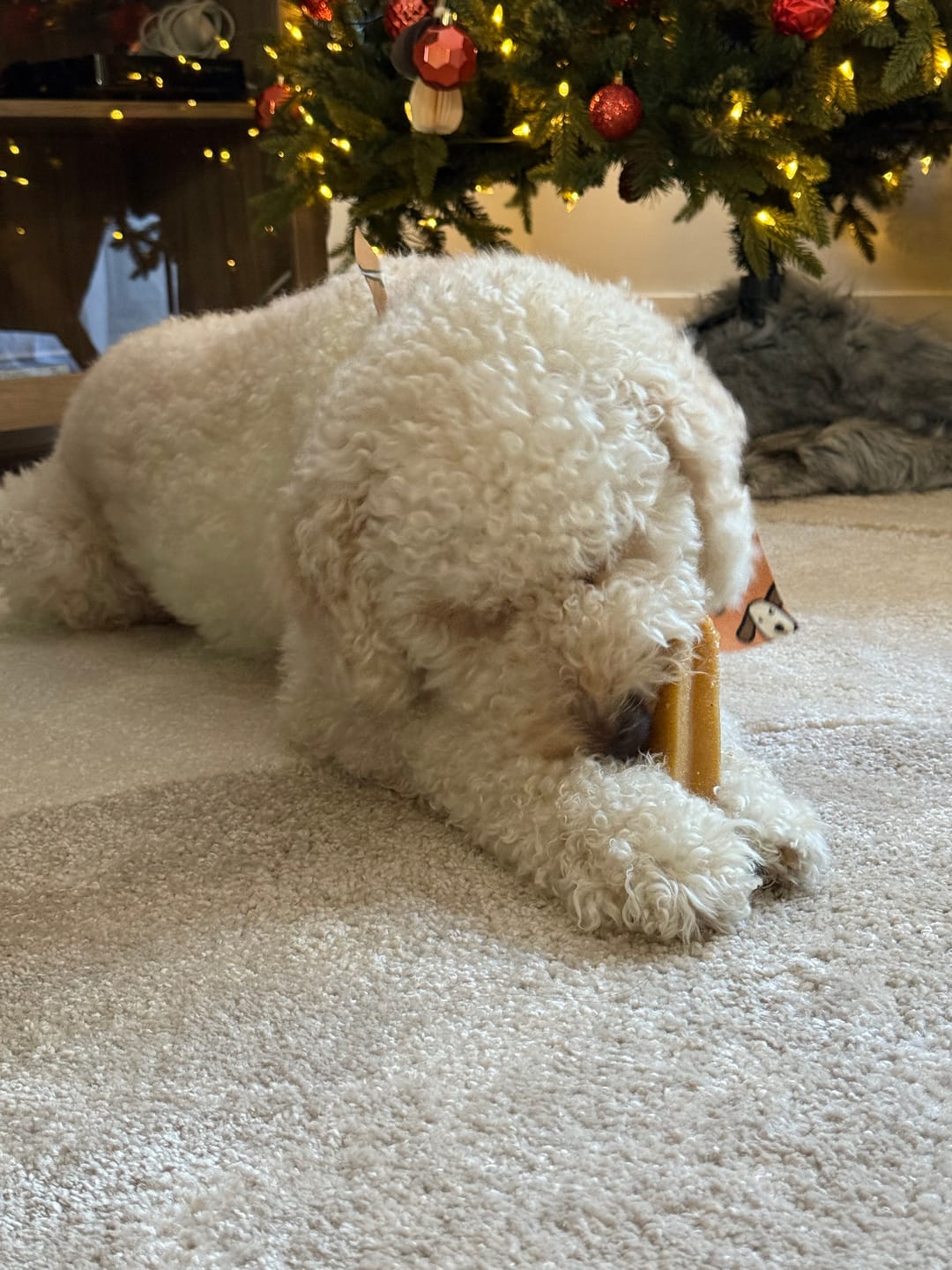 Customer photo review of Himalayan Yak Chew (EXTRA LARGE)