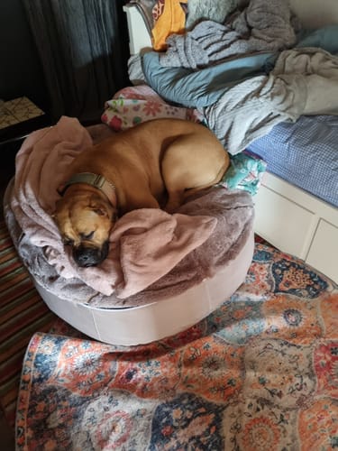 Annette G. review of Large Luxury Dog Bed - Interior/Outdoor image 1 out of 1