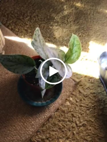 Customer video review of Scindapsus Silver Lady