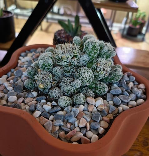 Customer photo review of Mammillaria gracilis fragilis | Thimble Cactus