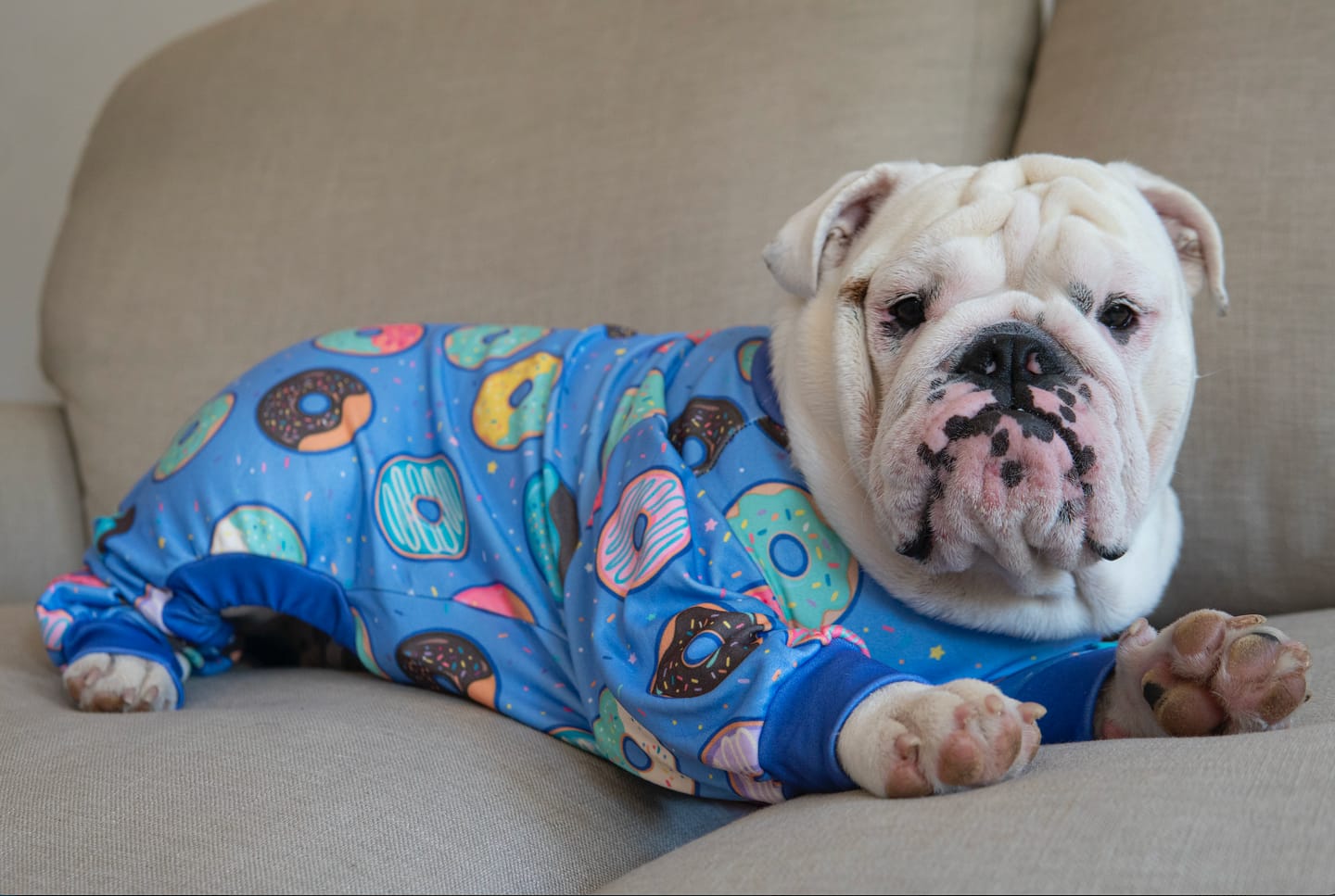 Customer photo review of Dog Pajama - Donuts