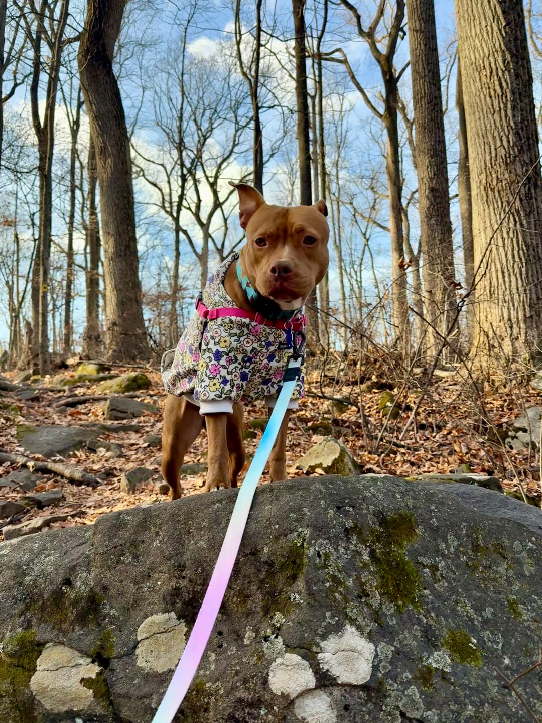 Customer photo review of Vintage Flower Dog Hoodie - Light Grey