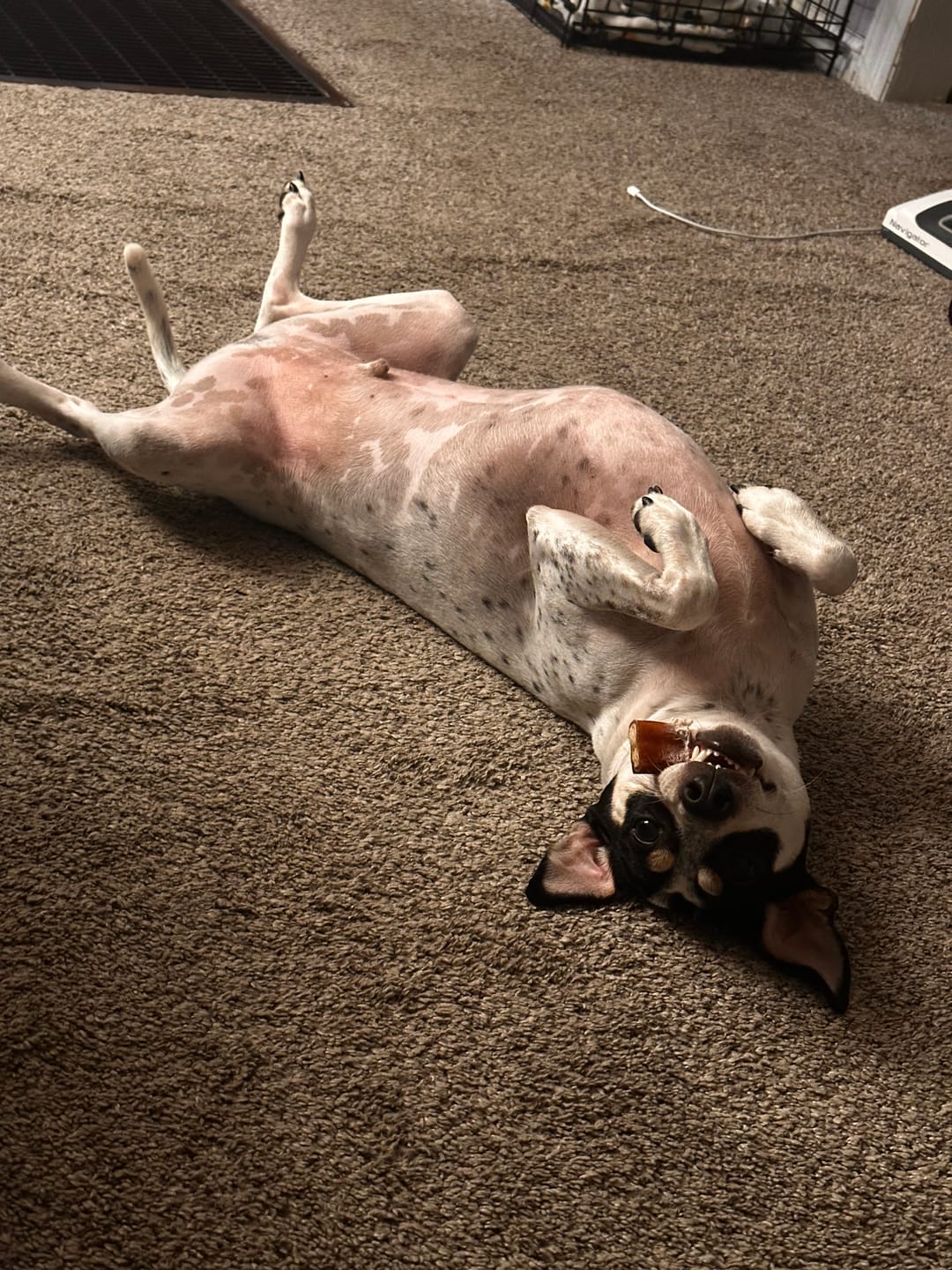 Customer photo review of 6 Inch Monster Bully Stick