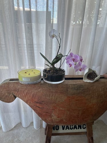 Customer photo review of Coconut & Lime (Coconut Milk | Tahitian Lime | Vanilla) - Bowl Candle | 100hr Burn
