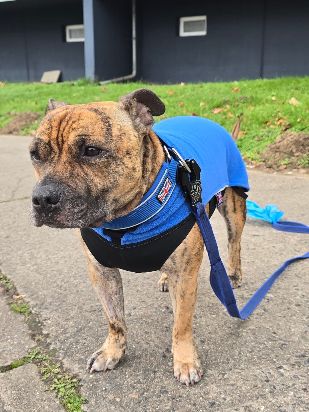 Customer photo review of Staffordshire Bull Terrier 1935® Fleece Coat - Royal Blue