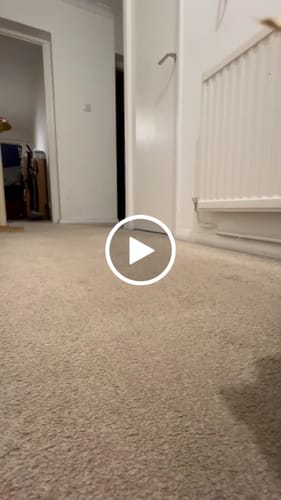 Customer video review of Zebedee's Freeze Dried Quail Treats for Cats & Dogs