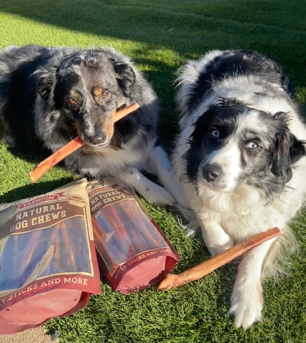 Customer photo review of 12 Inch Thick Bully Stick