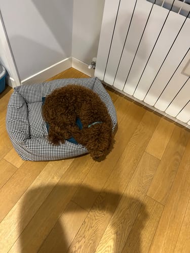 Customer photo review of Divanetto Cotone Vichy Grigio Scuro