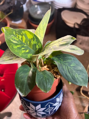 Customer photo review of Homalomena Camouflage