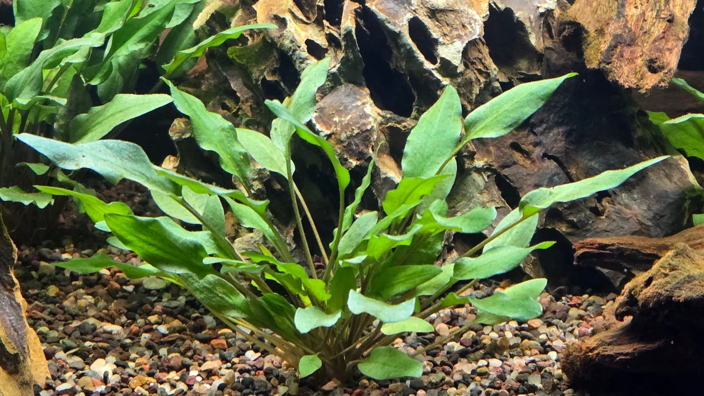 Customer photo review of Cryptocoryne Wendtii 'Green'