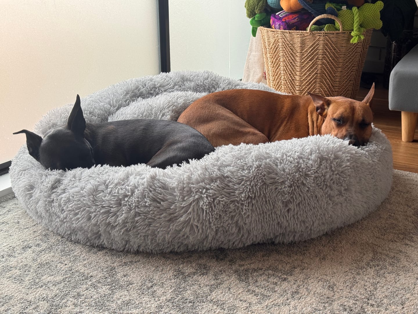 Customer photo review of Brooklyn® Deep Sleep Pet Bed