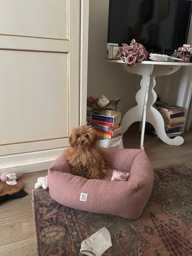 Customer photo review of Divanetto Boucle Teddy Rosa