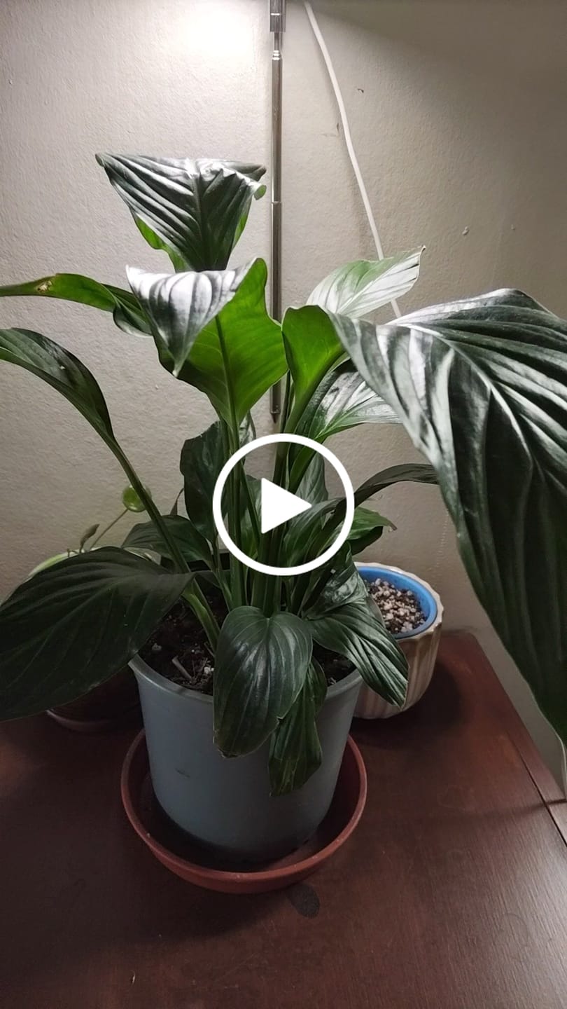 Customer video review of Sustrato Premium para Plantas de Interior y Tropicales – 5, 10 y 20 L