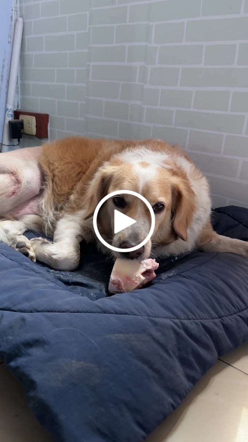 Customer video review of 3x2 Barker Bones Small