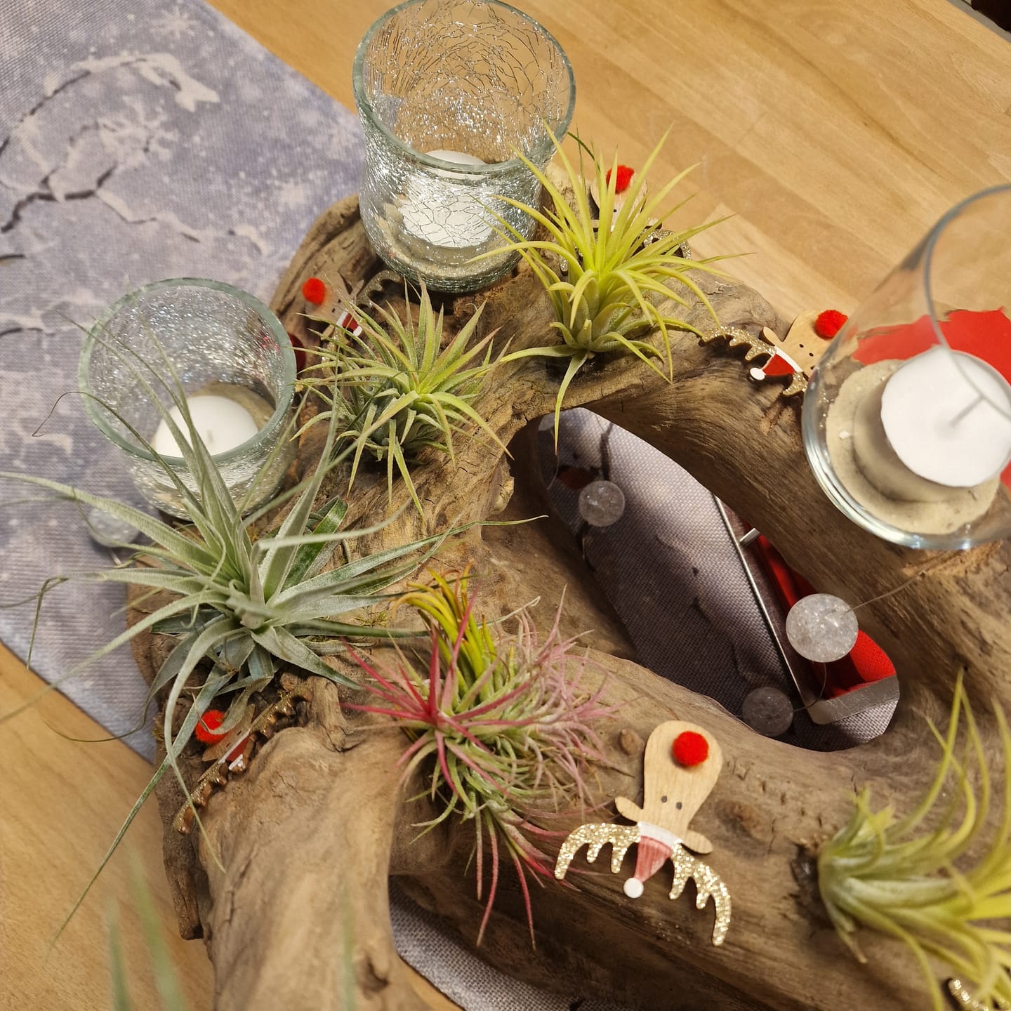 Customer photo review of Tillandsia Ionantha 'druid'