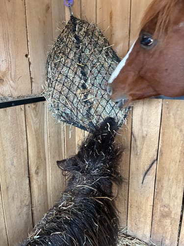 Customer photo review of Hay Chix® 2-Strand Bale Net (Small Bale Net)