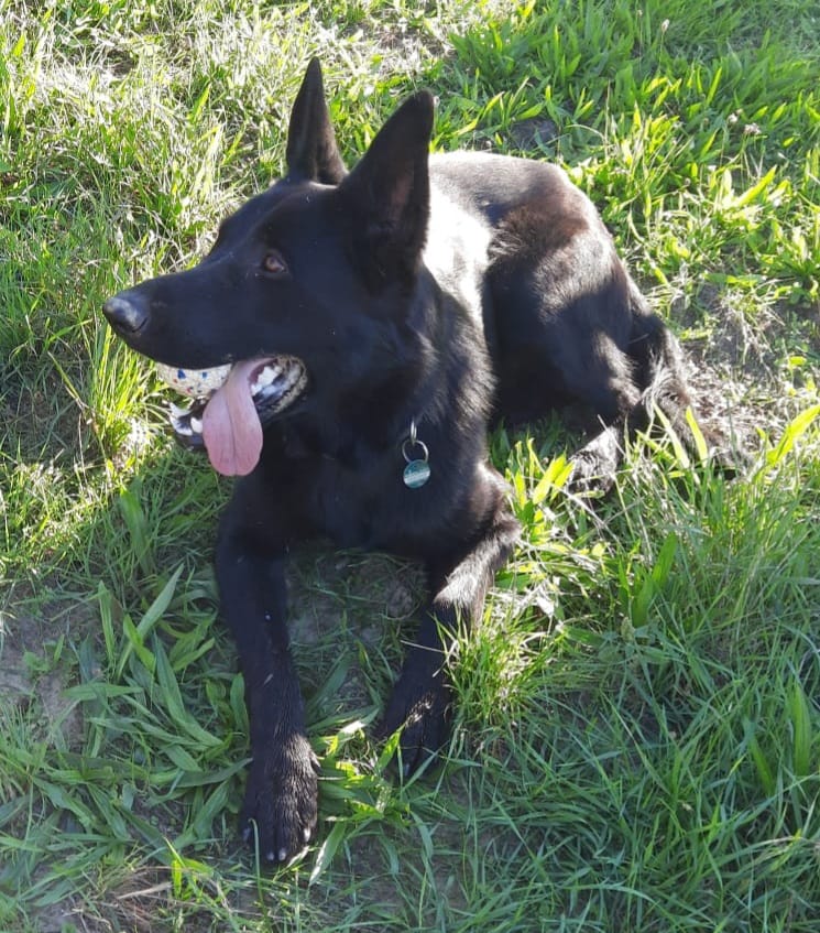 Customer photo review of NATURAL GREATNESS "MonoMix 4Dogs"