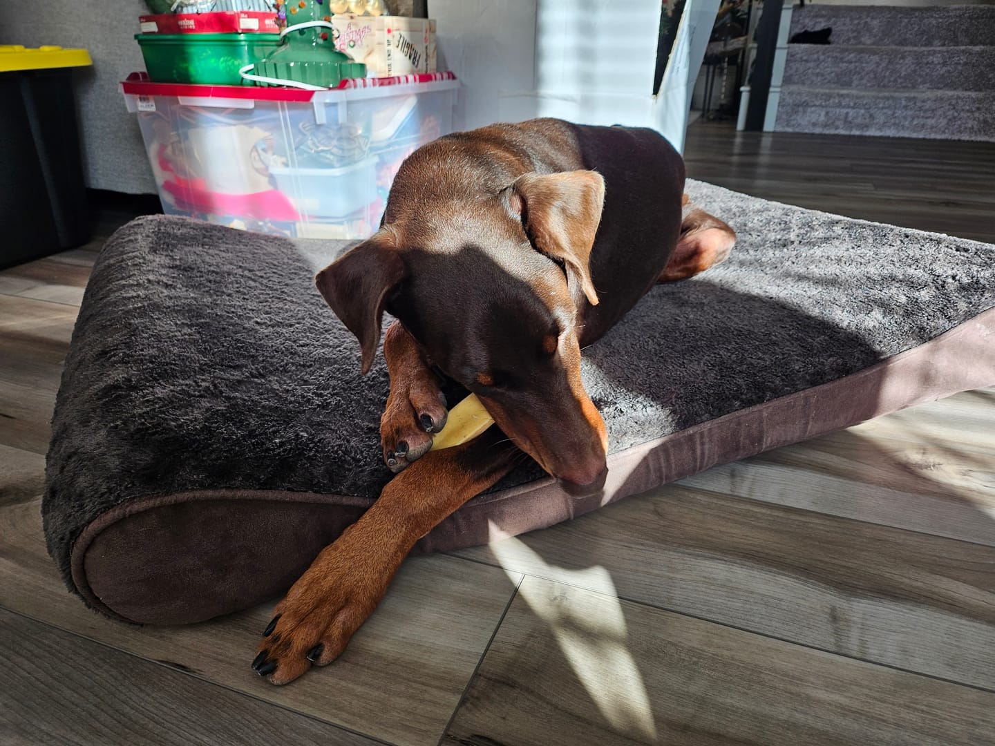 Customer photo review of Himalayan Yak Chew (LARGE)