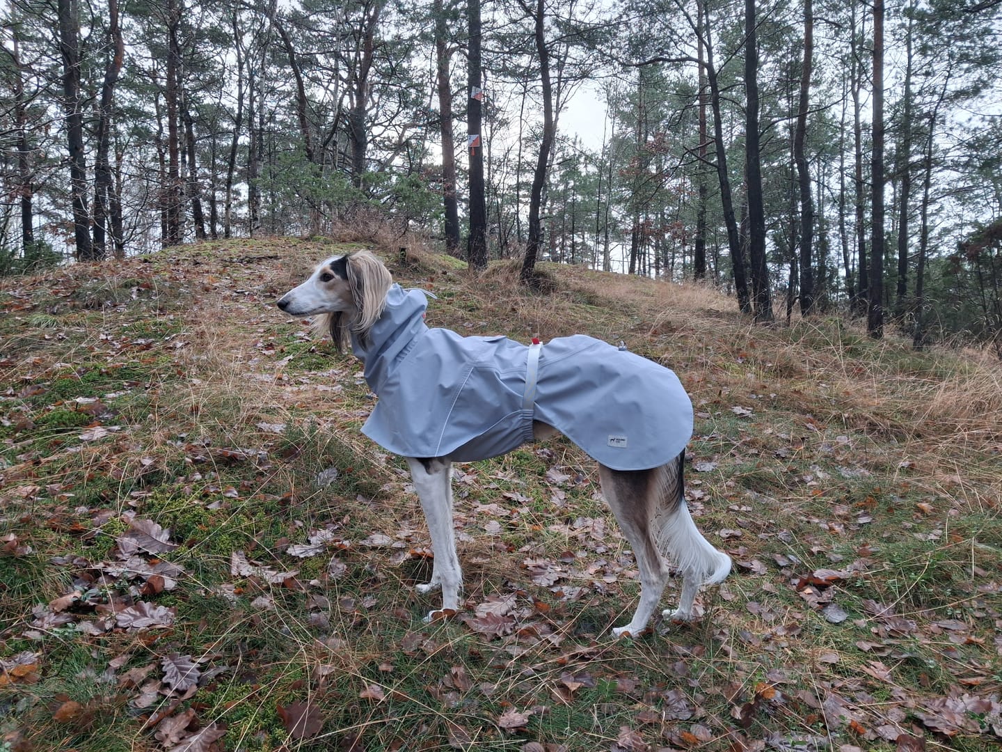 Customer photo review of Quickwear Lightweight Raincoat for Dogs