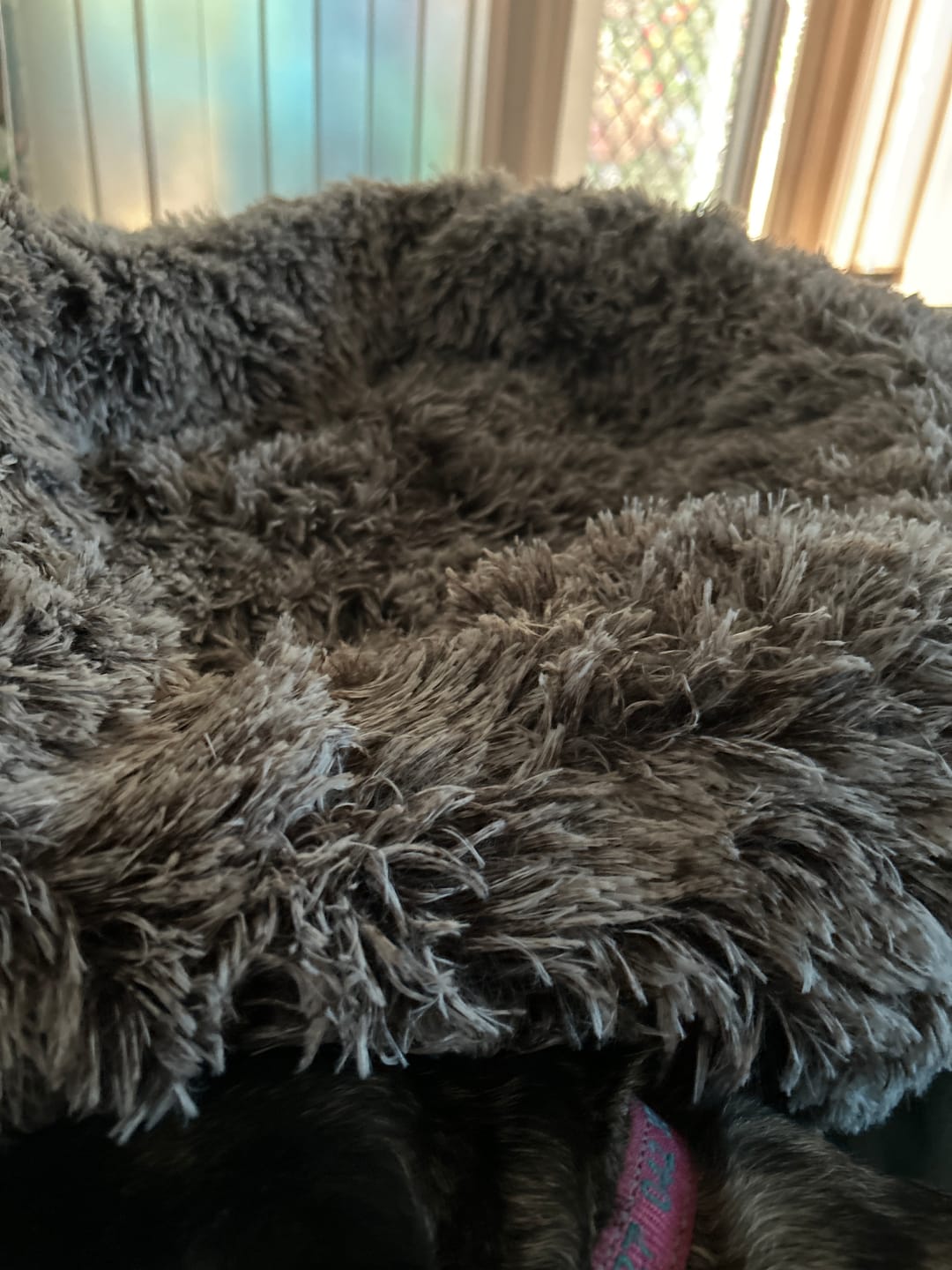 Customer photo review of Cover For PaWz Calming Pet Bed