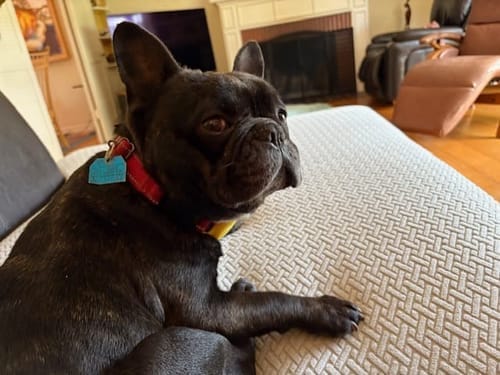 Customer photo review of Dog Proof Cushion Covers 2