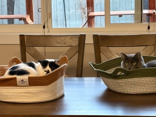 Customer photo review of Instinct Basket | Handwoven & Chemical-Free Cat Territory (Small is out of stock so we're price matching the Large Instinct Basket)