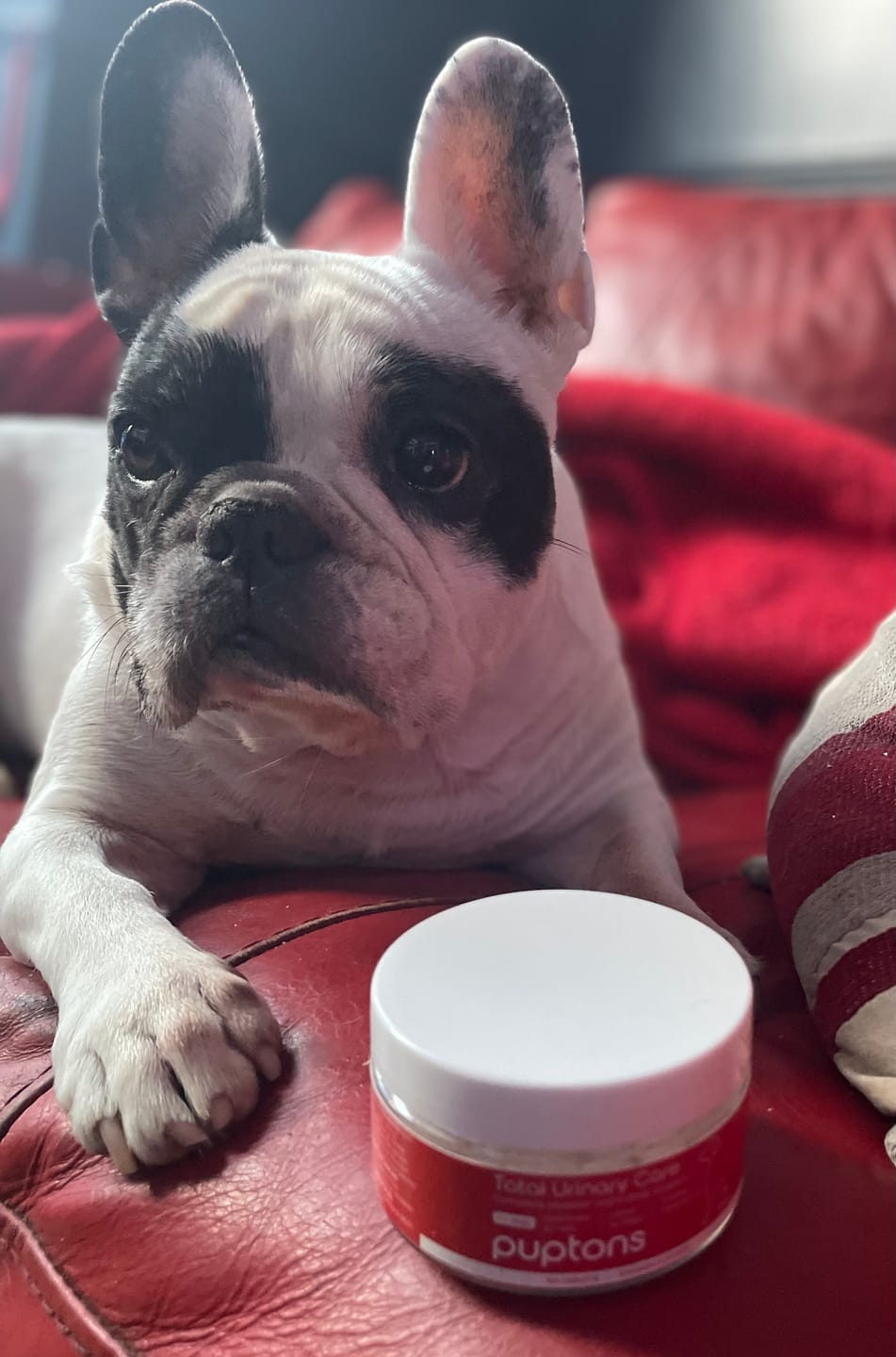 Customer photo review of Total Urinary Care Supplement For Dogs