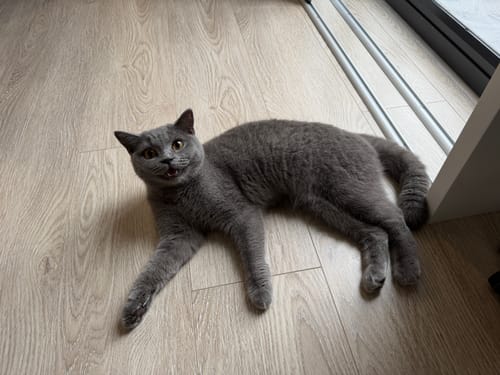 Customer photo review of 1 Month Supply – 1 Cat