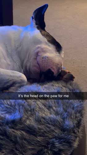 Customer photo review of Large Premium Dog Bed Cover