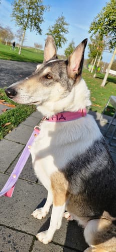 Customer photo review of Hundkoppel med namn