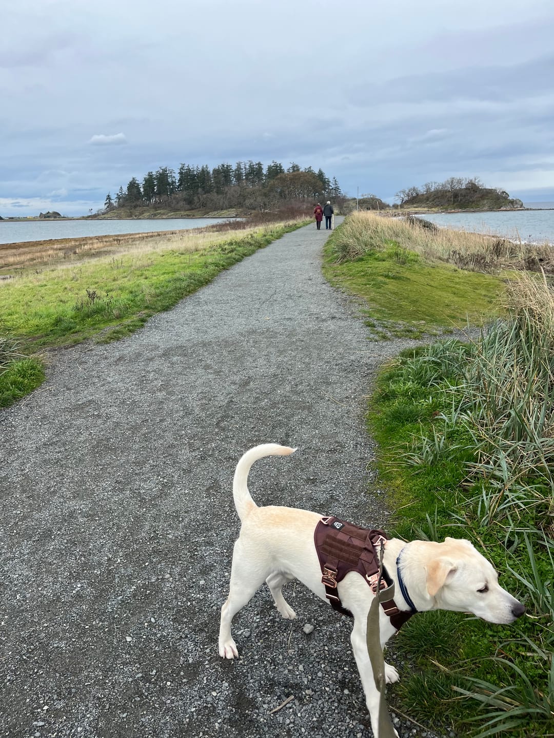 Customer photo review of HNTR 3.0 Dog Harness - Chocolate