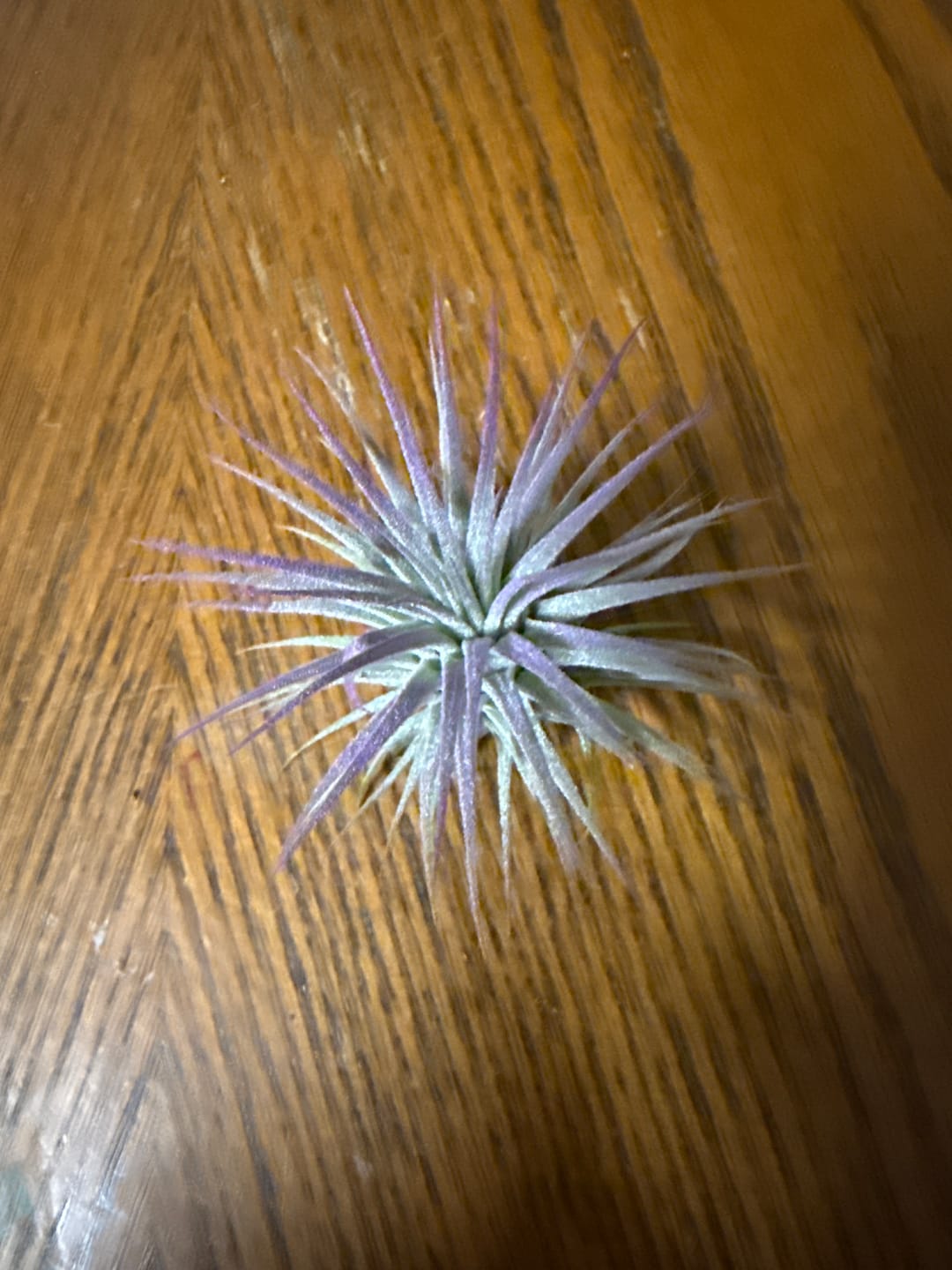 Customer photo review of Ionantha Lavender
