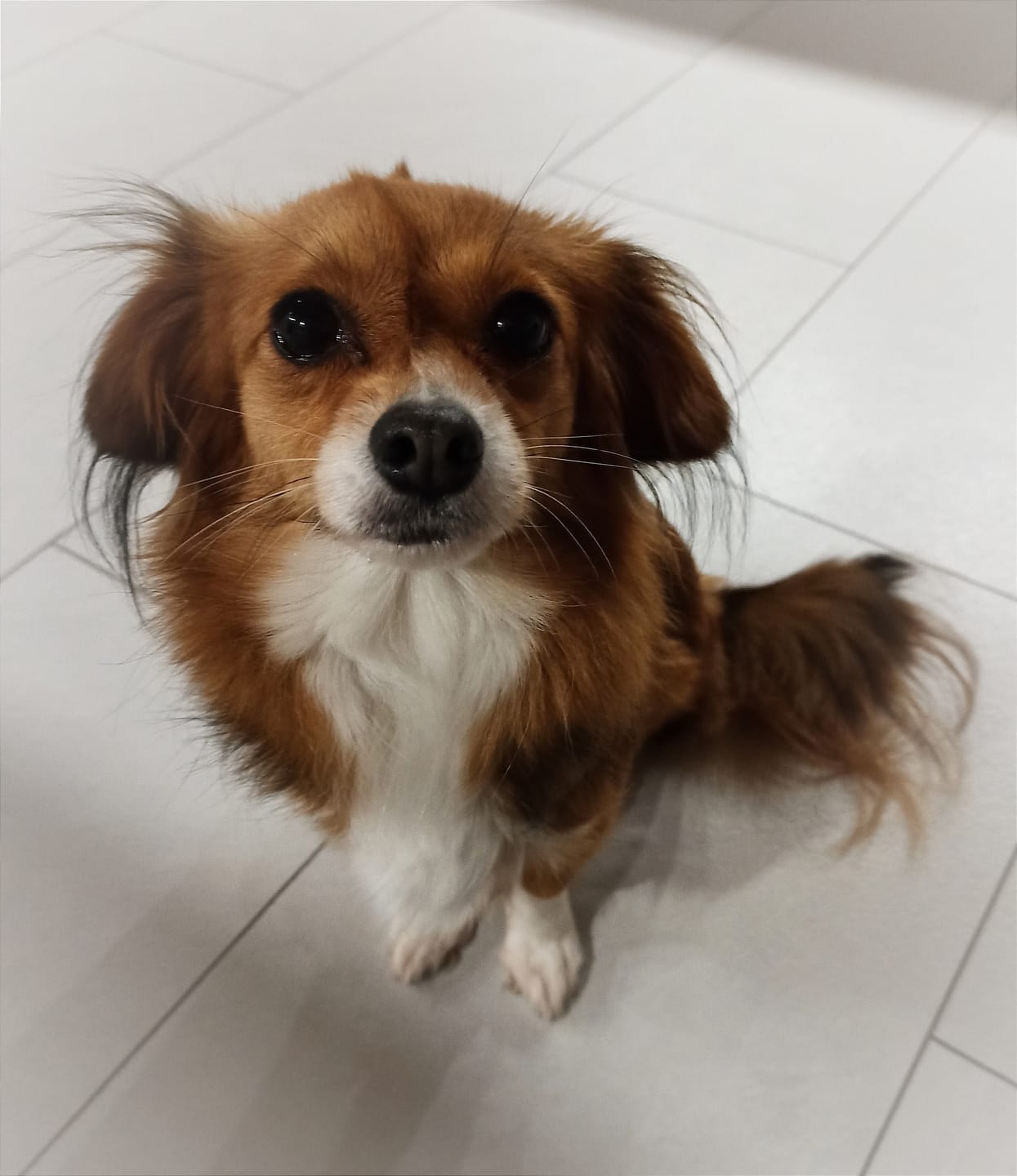 Customer photo review of DNA Test Rassebestimmung Pro Hund