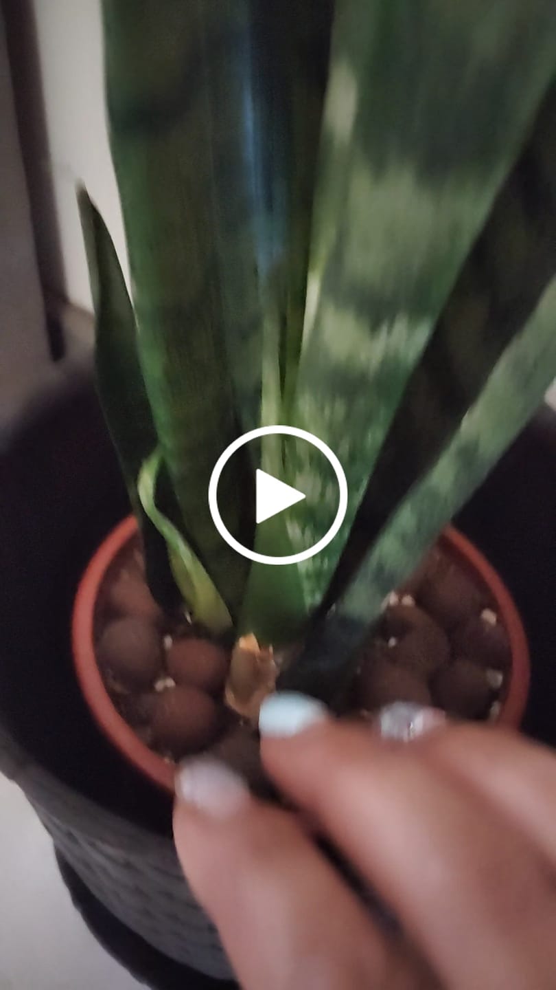 Customer video review of Sustrato Premium Cactus y Suculentas - 5 y 10 L