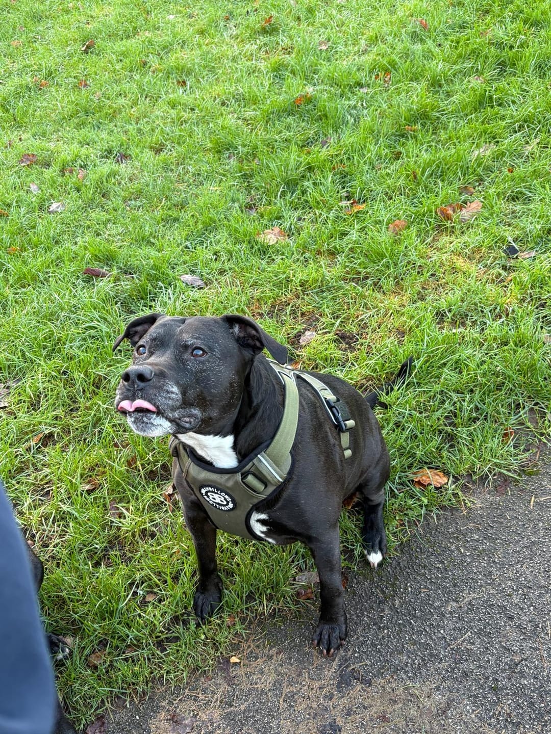 Customer photo review of Comfort Premium Harness | Non Restrictive - Khaki