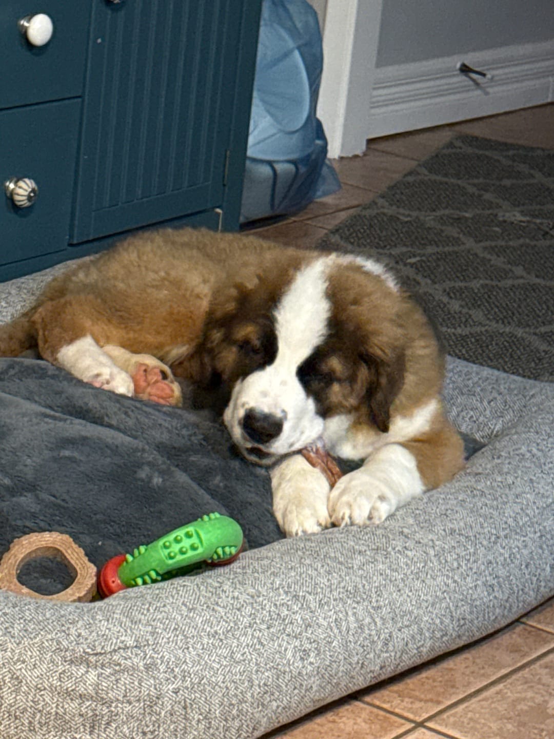 Customer photo review of 5-6 Inch Champion Chew
