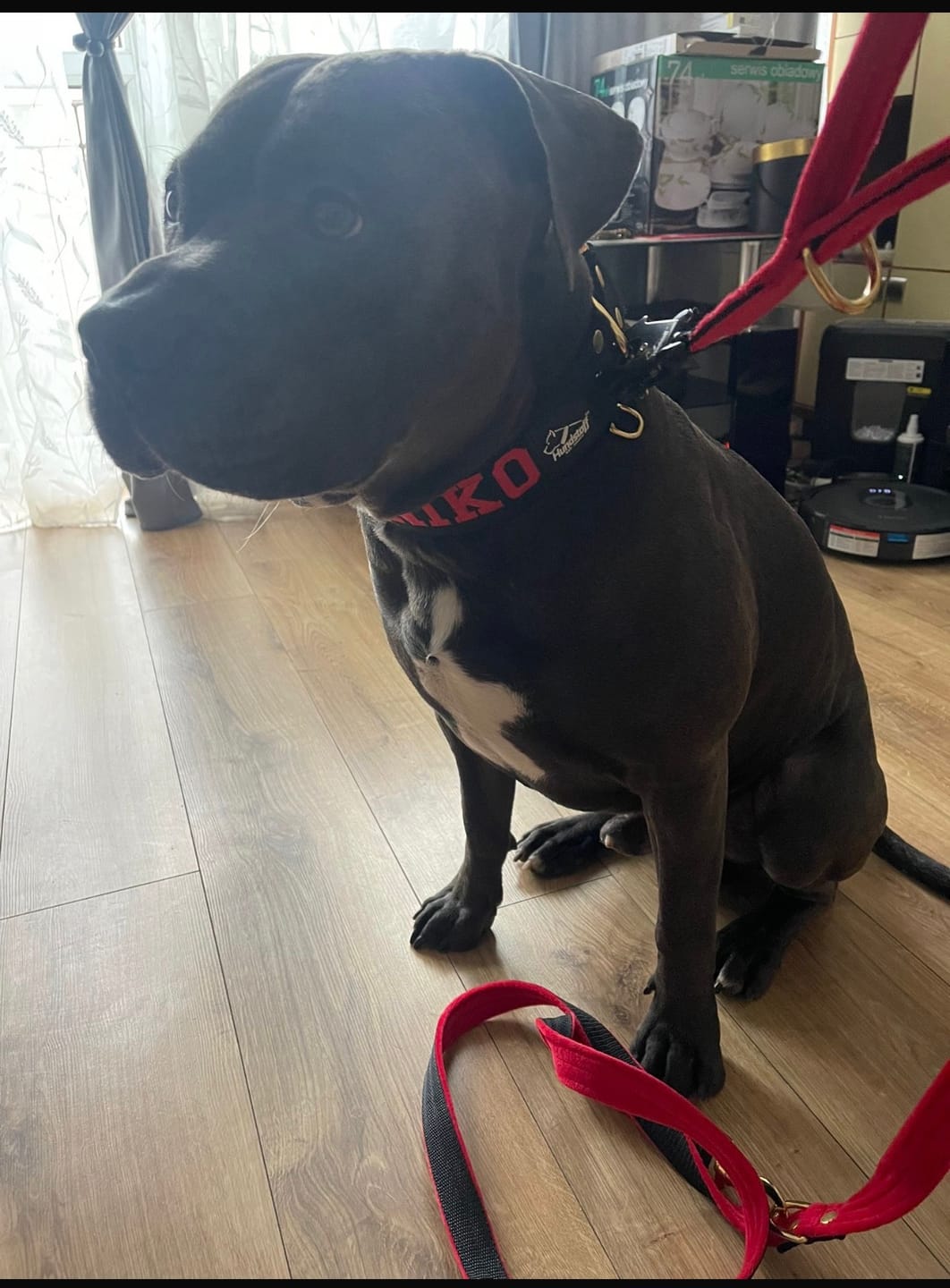 Customer photo review of Smycz przepinana dla psa z imieniem - Personal Multi Leash
