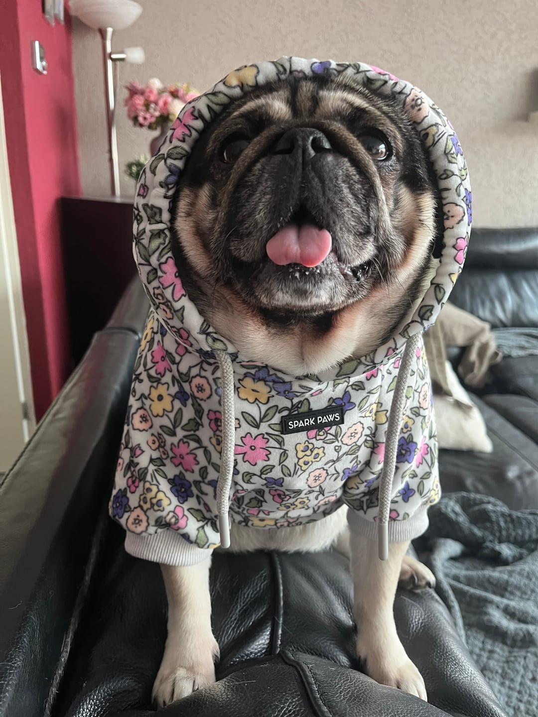 Customer photo review of Vintage Flower Dog Hoodie - Light Grey