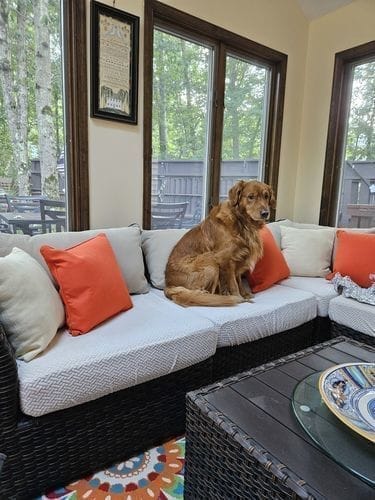 Customer photo review of Dog Proof Cushion Covers 2