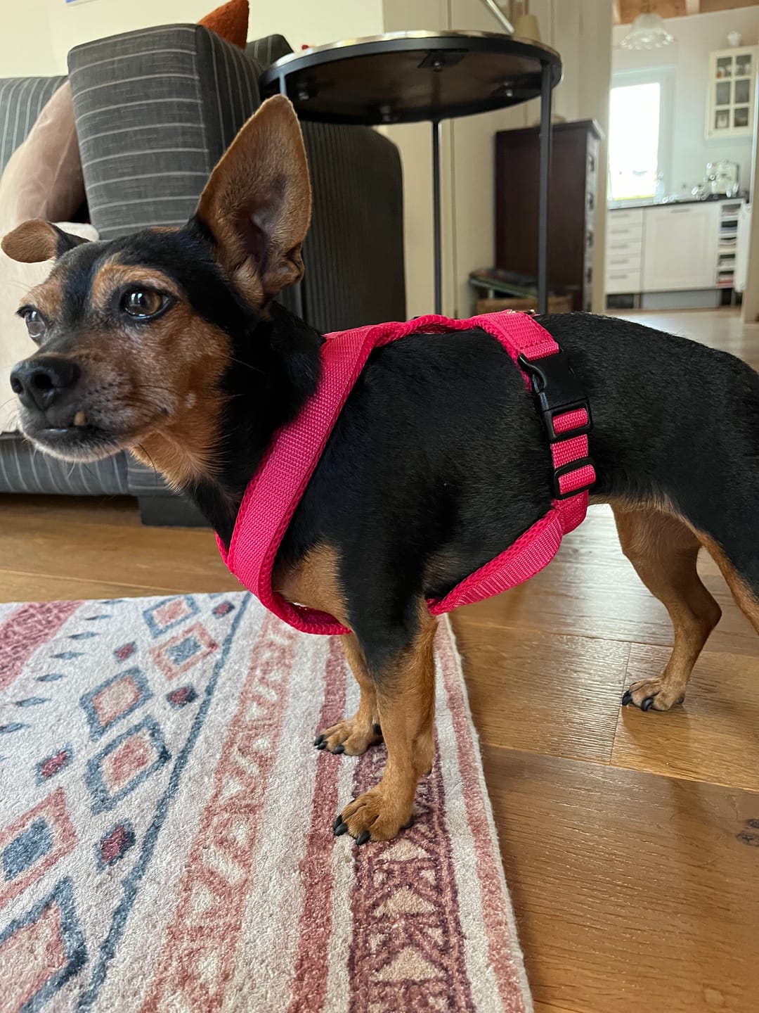 Customer photo review of Windhundgeschirr FUN Welpe/Windspiel "Flamingo Pink"
