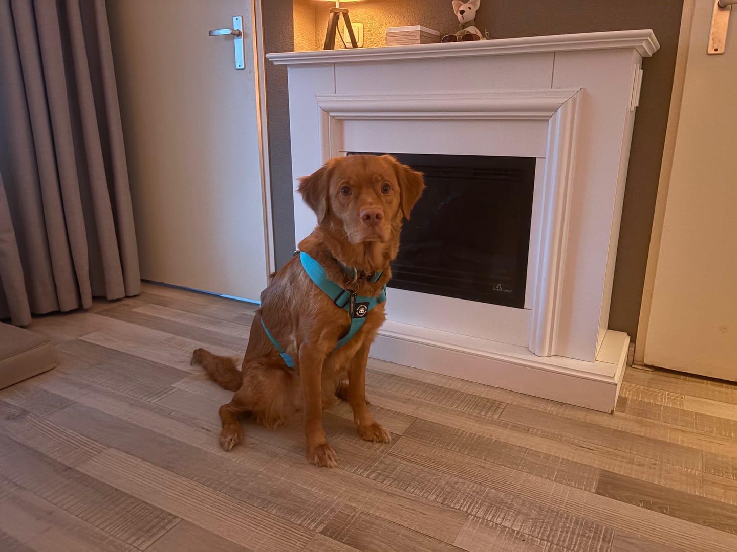 Customer photo review of Training Anti Pull TRI-Harness® | M-XL Breeds - Turquoise