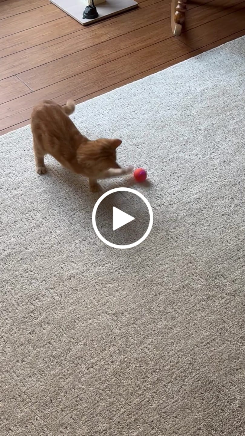 Customer video review of Whiska Ball (Special Edition)