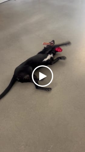 Customer video review of Beef Pizzle (THICK & Long)