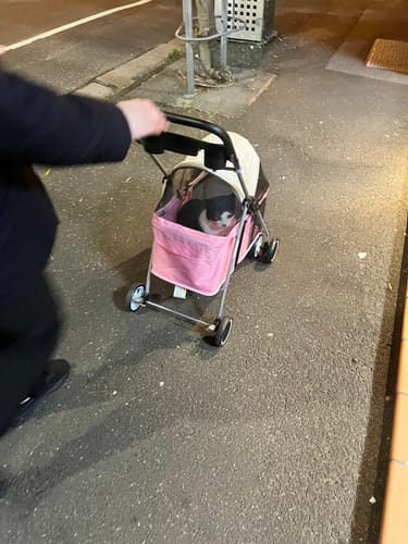 Customer photo review of Compact & Comfortable Pet Stroller