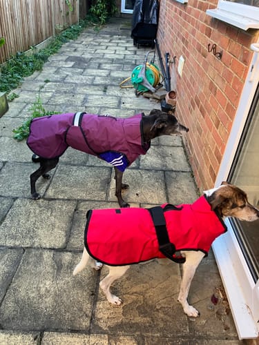 Customer photo review of 3-in-1 Dog Coat