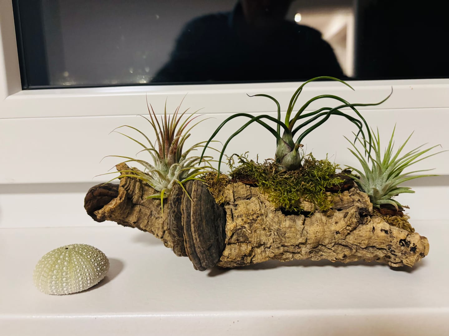 Customer photo review of Tillandsia capitata var. peach